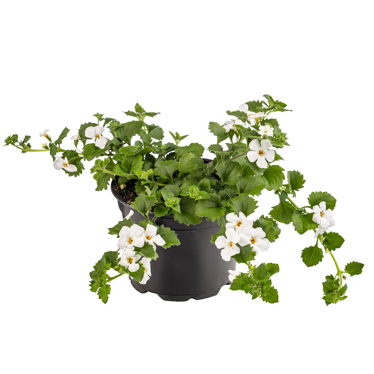3 Benefits of Bacopa Monnieri for Brain Development