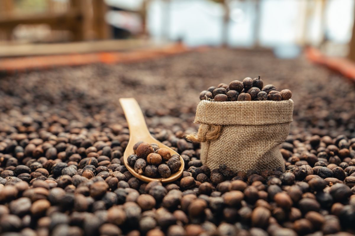From Bean to Bag: How Instant Coffee Powder is Made